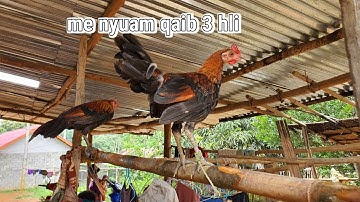 Me nyuam qaib 3 hli ntau zoo nraug kawg