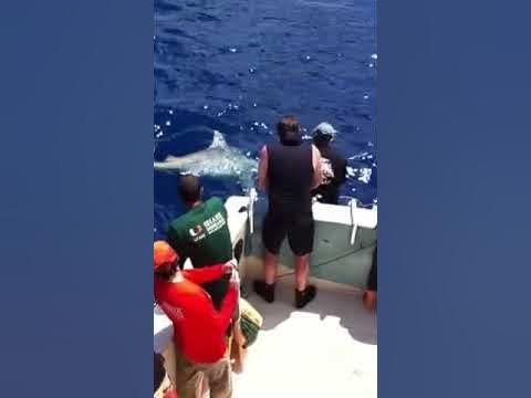 World Record Bull Shark Near Islamorada FL - YouTube