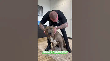 Animals Chiropractic Animals Dogshorts Chiropractic Foryou Dogs Asmr 