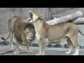 吠えるオスライオンをなだめるメスライオン Lion 豊橋総合動植物公園