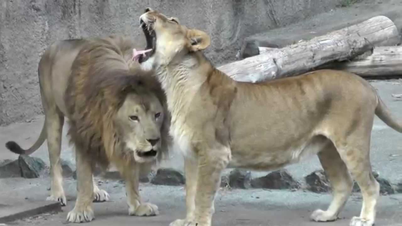 吠えるオスライオンをなだめるメスライオン Lion 豊橋総合動植物公園 Youtube
