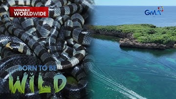 Doc Nielsen Donato, binisita ang santuwaryo ng makamandag na sea snakes | Born to be Wild