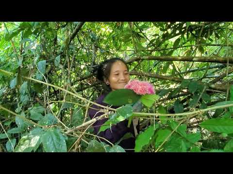 Video: Linden Tshuaj Yej: Muaj Pes Tsawg Leeg Thiab Cov Khoom Muaj Txiaj Ntsig
