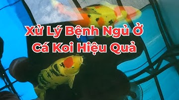 Xử Lý Bệnh Ngủ Ở Cá Koi Hiệu Quả - Đơn Giản Nhất Mà Ai Cũng Có Thể Làm Được #zenkoifarm