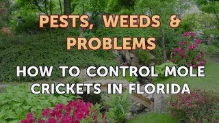 How to Control Mole Crickets in Florida