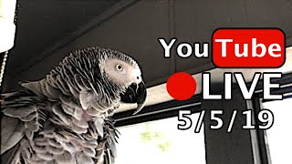 🔴🐦Einstein  Parrot LIVE! 5/5/19 Cinco de Mayo!