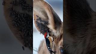 The Bird That Cleans Wounds of Wild Animals! 🤯