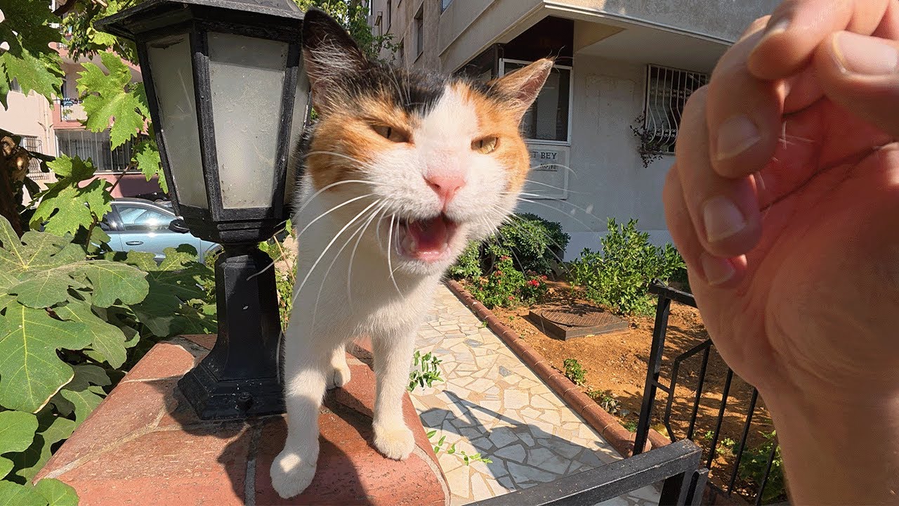 Mia the most yapper cat ever!