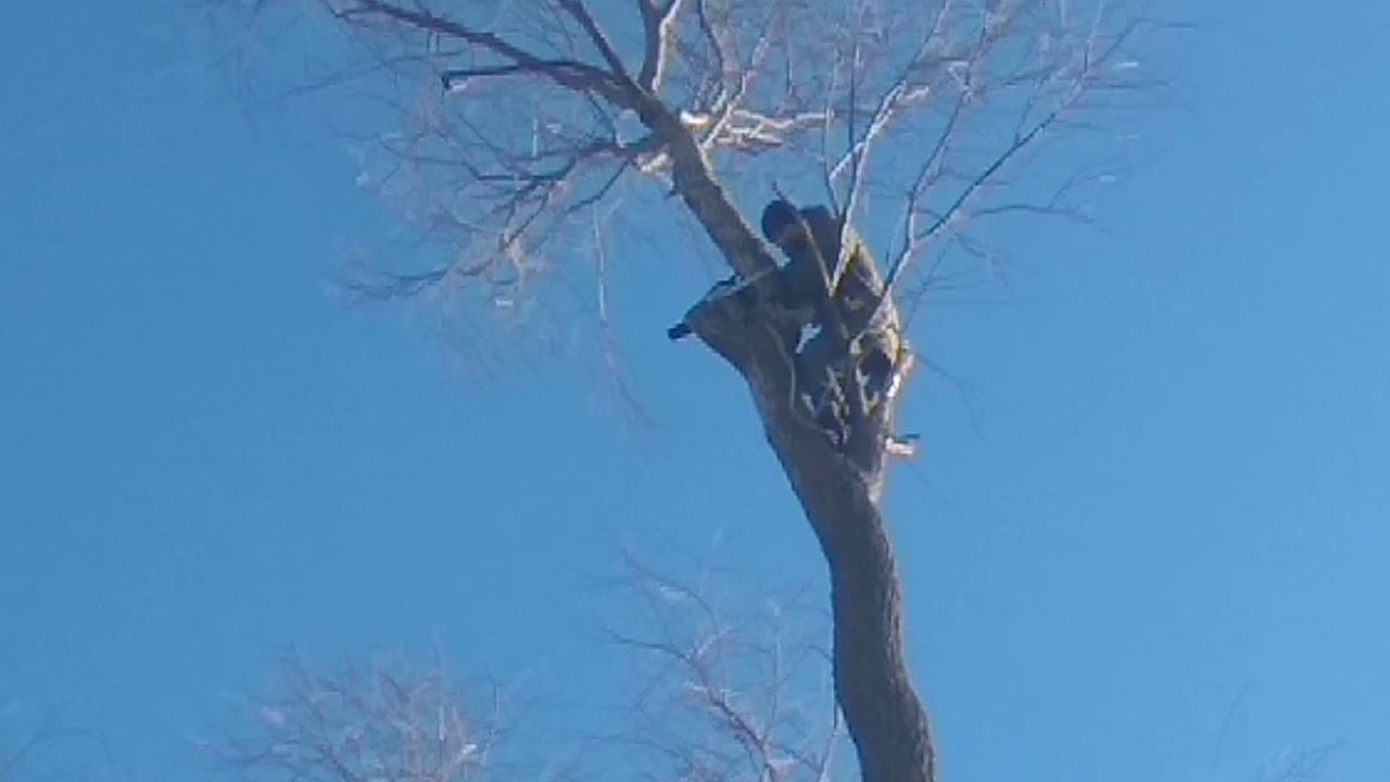 Не руби сук,на котором сидишь! - YouTube