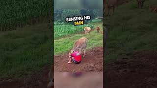 Animals saw their owner sad and did this 🥹💕#shorts #babyboy #cricket #drawing #motivation #football