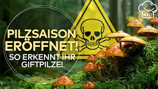 Pilzsaison Aufgepasst Beim Pilze Sammeln Im Wald So Erkennt Man Giftpilze Food Magazin