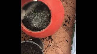 Growing marijuana Tutorial 1