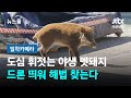 [밀착카메라] 도심 휘젓는 야생 멧돼지…드론 띄워 해법 찾는다 / JTBC 뉴스룸