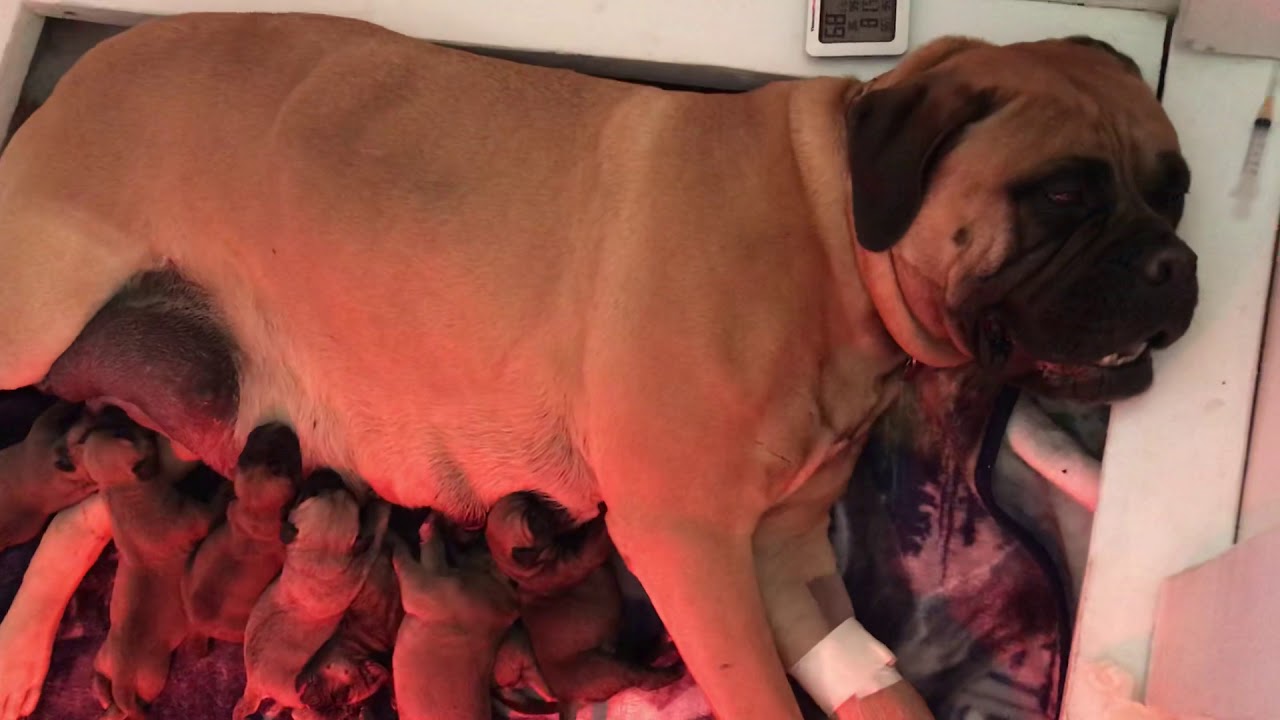 lonely creek kennels bullmastiffs