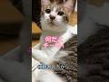 『可愛いってコメントあるよ』と猫に伝えたら#shorts