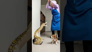 Famous Python Attack Gone Wrong – Grandma Smash Hard to Rescue Dog Just in Time! Wealth