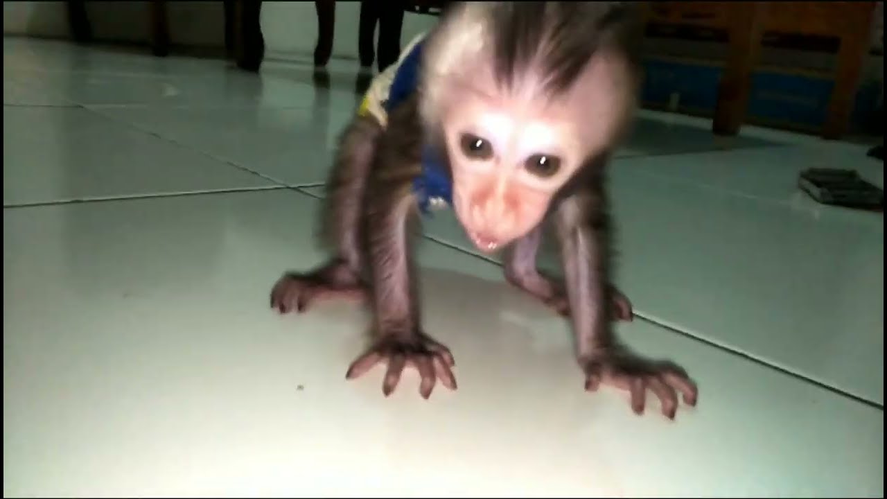 BiBi Baby Monkey crying after dad Not wanting to be left alone.