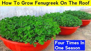 How To Grow Fenugreek Very Quickly On The Roof, 100% Germination And Big Harvest 