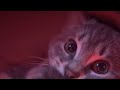 🐈Funniest, cutest and weirdest cat videos for instant mood increase ❤️