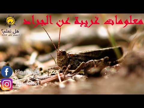 الزعاق وش يرجعون