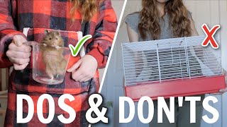 Hamster Dos & Don'ts