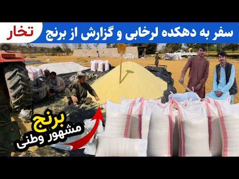 شالی چگونه به برنج تبدیل میشود آیا برنج به آسانی در دست می آید گزارش از برنج وطن