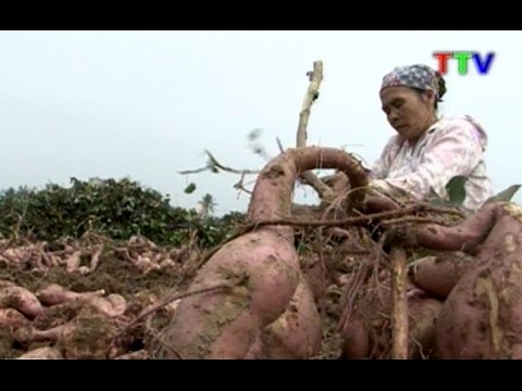 Video Mô hình cây khoai lang ruột vàng ở Hậu Lộc - youtube