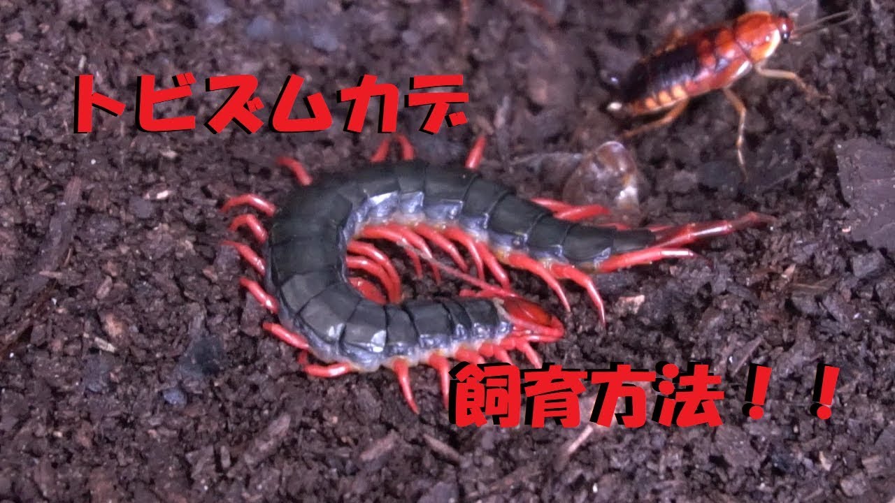 奇虫 トビズムカデの飼育法 Youtube