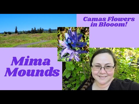 Mima Mounds Camas Blooming PNW Geology Ecology Botany Combined Plants Geology Nature Plants