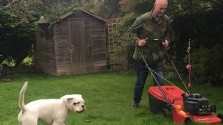 Laylathewhiteboxerdog