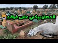 سبحان الله ومباشرة هاد الحصان المسكين في المقبرة يبحت عن صديقه الدي مات وبقية وحده 😓