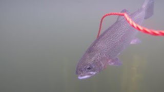 Trout Fishing Kress Lake Washington June 2020