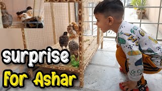 Ashar ko diya Surprise | Ashar ke baby chicken's a gaye | Surprise for Ashar |