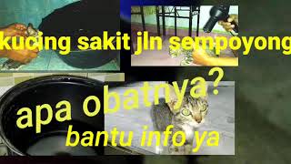 Anak kucing jln sempoyongan sakit apa ya?
