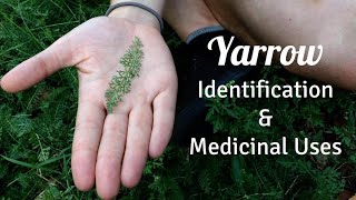 Yarrow: Identification & Medicinal Uses