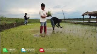 Download lagu Thế Nhân || Thiên Tai Và Tự Nhiên Luân Phiên Tấn Công Dồn Dập Cánh Đồng Lúa Bản Caiti