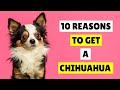 10 REASONS To Get A Chihuahua Dog 😍😊 DOGS 101