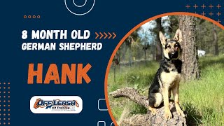 German Shepherd, 8 m/o, “Hank” | Excellent German Shepherd Training Spokane