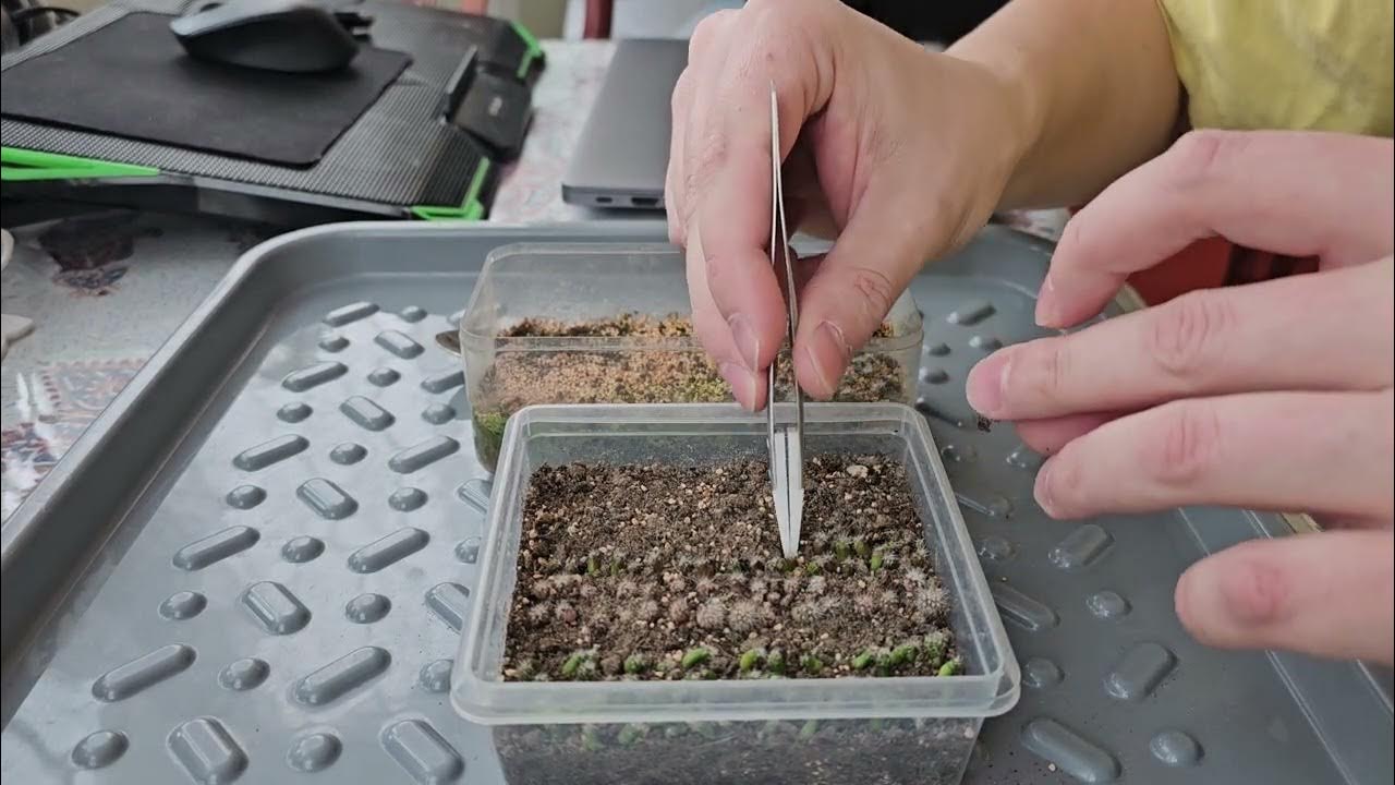 Пикировка сеянцев зимостойких (и не только) кактусов. - YouTube