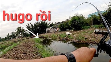 Không ngờ con mương mới móc hơn nữa tháng mà cá bự đến vậy/câu cá lóc Gò Công|Thái Nguyễn fishing