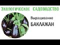 Выращивание БАКЛАЖАН (от А до Я). Видеолекция