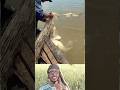 ছোট নৌকায় ঝাকের পর ঝাক মাছ 🎣 | Massive Fish Catch #fishing #video #viral #youtubeshorts #shorts