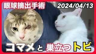 【LIVE】保護猫『トビ』県外譲渡✈・『マミ』の仔猫は生後27日・『コマメ』眼球摘出手術のため入院・里親大募集