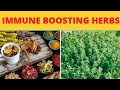 Herbs to boost the immune system #shorts