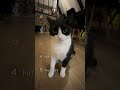 ranking some very funny cat moments #funny #cat