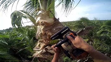 Cưa từng khúc cây dừa lão còn nhiều trái nghiêng vô nhà /huy nguyễn bến tre