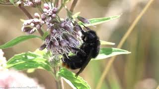 Red-tailed Cuckoo Bumblebee (Bombus rupestris) - Brighton, August 2020 This bee was absolutely huge. I would estimate about an inch or more in length, so immediately caught my attention.

What I also noticed almost immediately, were the inescapably dark wings which signified this wasn't a Red-tailed Bumblebee, but its interloper a Queen Red-tailed Cuckoo Bee, one of the least common UK Cuckoo Bumblebees.

The males are smaller, with varying patterns of yellow bands on the abdomen and thorax, but always with a black face.

Like its bird namesake, Cuckoo Bees find a nest to infiltrate and lay its eggs. In this instance that of the Red-Tailed Bumblebee (Bombus Lapidarius).

The young Bombus rupestris over-winter and emerge later than their hosts the following spring, rather than forcing their hosts out of the nest, or killing them.

In common with other Cuckoo Bees, Bombus rupestris doesn't collect pollen, so lacks the pollen basket of Bombus Lapidarius and other bees.


(To subscribe for free to my wildlife video channel, please click on 'subscribe' or visit www.youtube.com/user/T