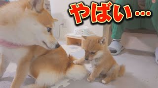 子犬が姉柴犬の尻尾に、覚えたての「お手」をしてしまいました・・・