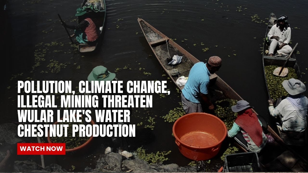 Pollution, climate change, 'illegal mining' threaten water chestnut production in Wular lake