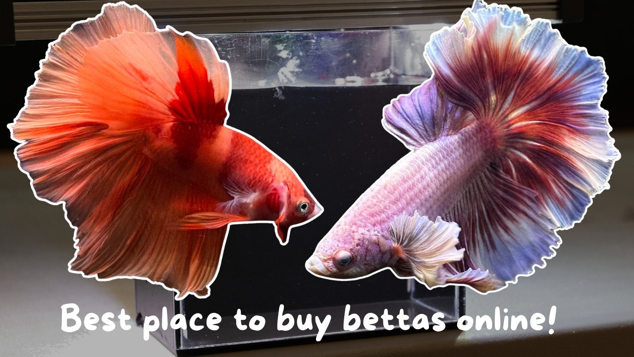 Betta Photography | New bettas for sale online!